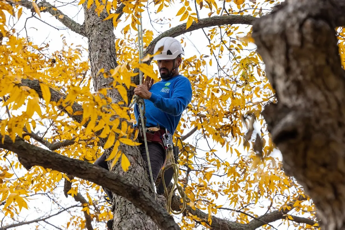 Skilled Tree Trimming crew working in Wayside